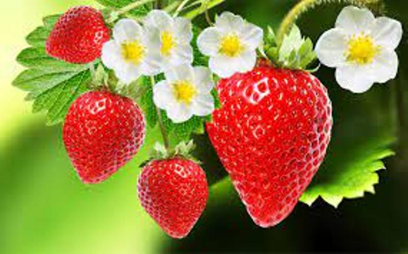 Strawberry Plants for sale Johannesburg